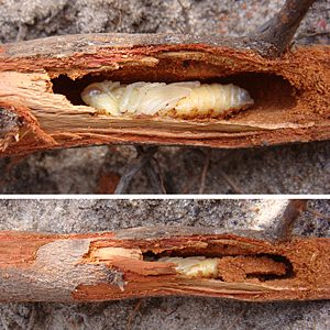 Temognatha mitchellii, PL4719x, pupa, in same Allocasuarina muelleriana ssp. muelleriana (PJL 3484) horizontal root, SE, photo by A.M.P. Stolarski